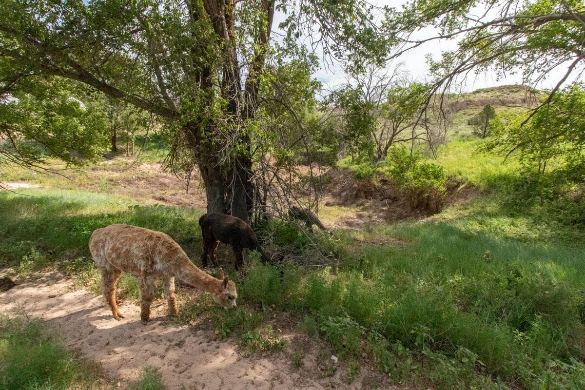 21401 Hope Road, Canyon, TX 79015, photo 150