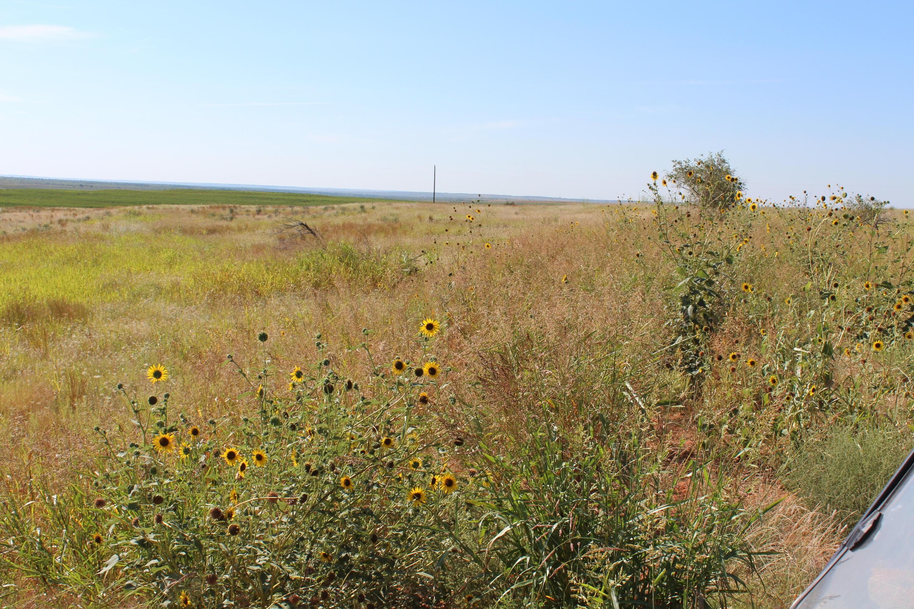325 acres Childress, Amarillo, TX 79201, photo 5