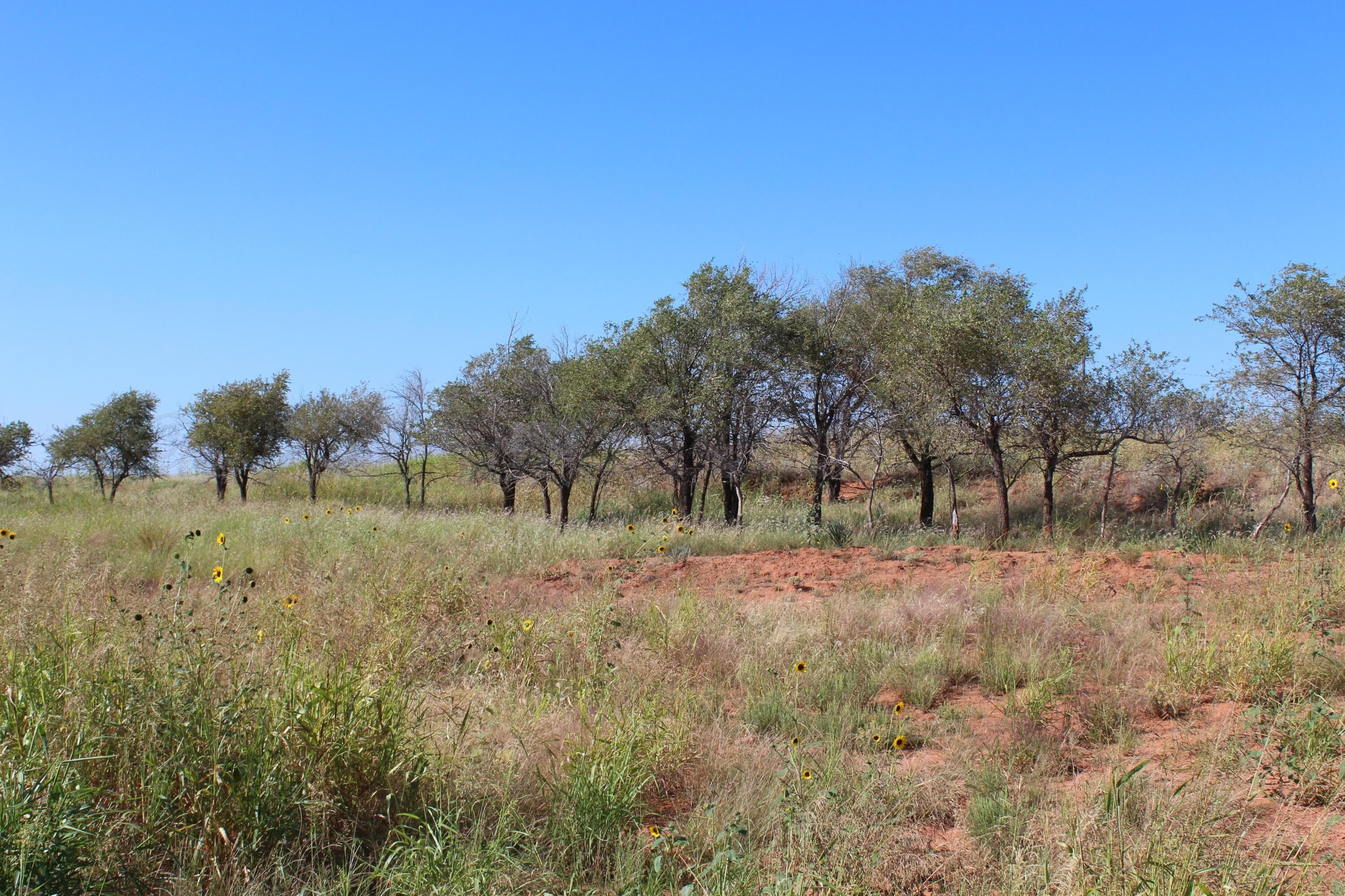 325 acres Childress, Amarillo, TX 79201, photo 6
