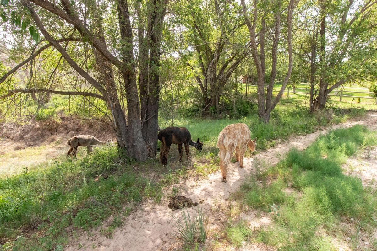 21401 Hope Road, Canyon, TX 79015, photo 149