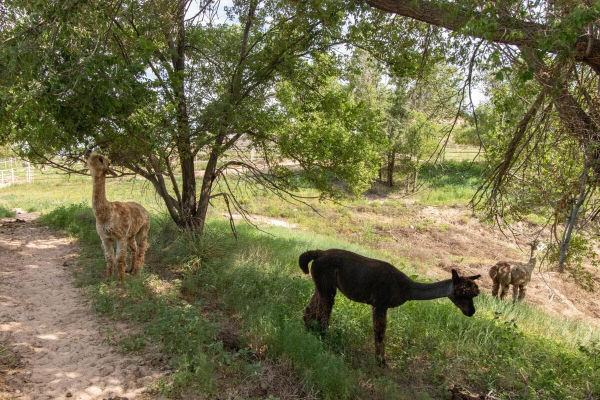 21401 Hope Road, Canyon, TX 79015, photo 121