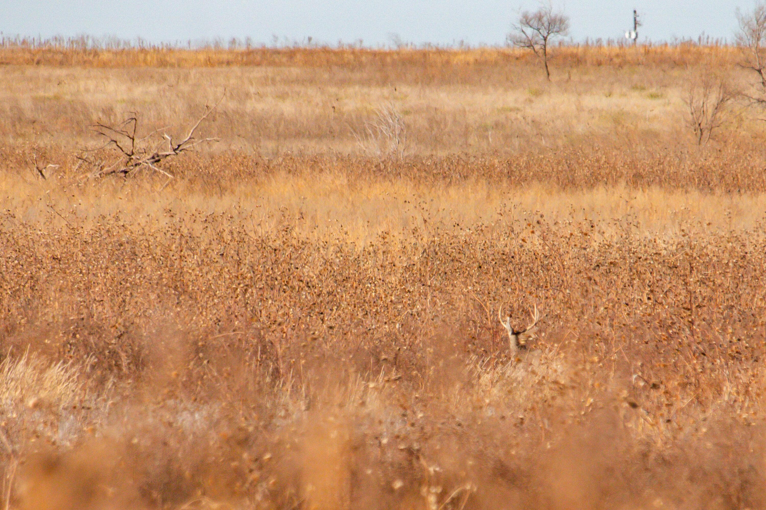 Te Velde Irrigated Farm, Dimmitt, TX 79027, photo 9