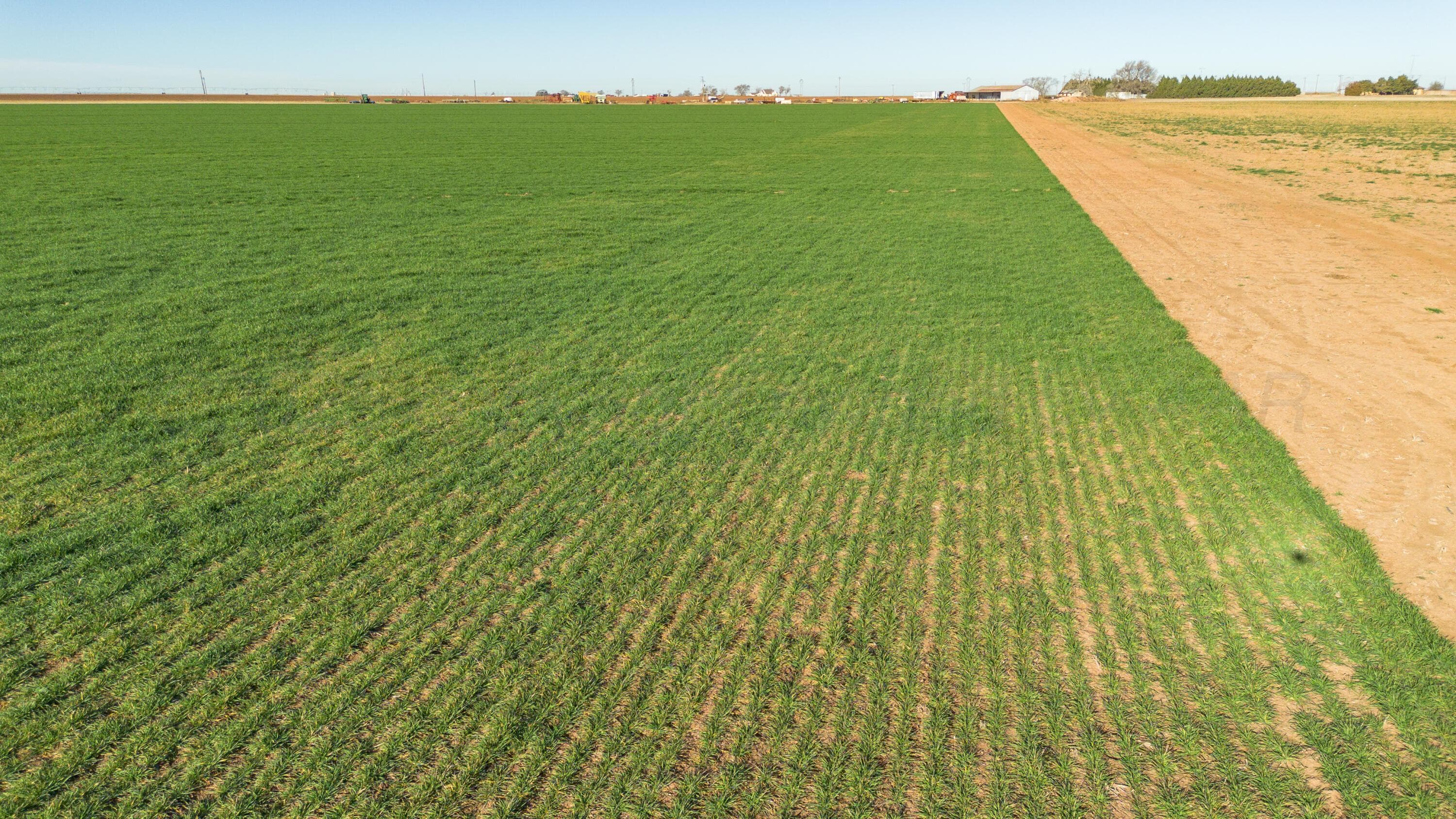 Te Velde Irrigated Farm, Dimmitt, TX 79027, photo 50