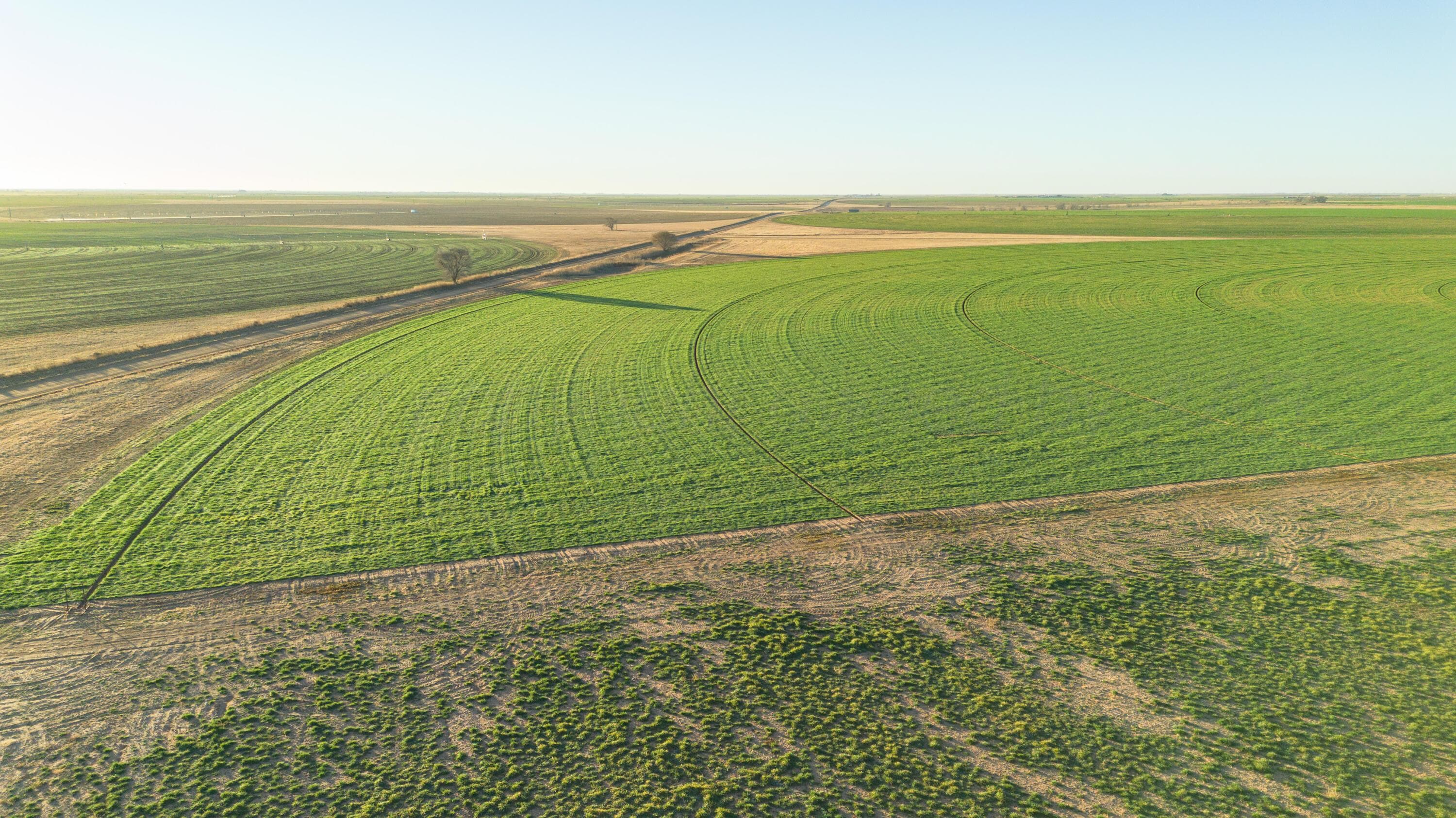 Te Velde Irrigated Farm, Dimmitt, TX 79027, photo 55