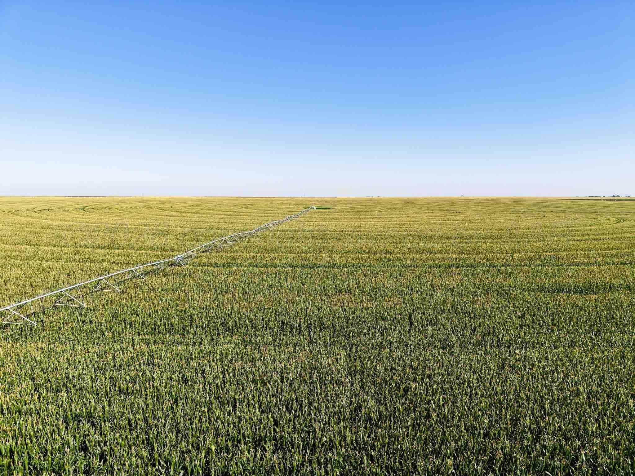 Busby Farm 516.34 Acres CR 625, Hart, TX 79027, photo 13