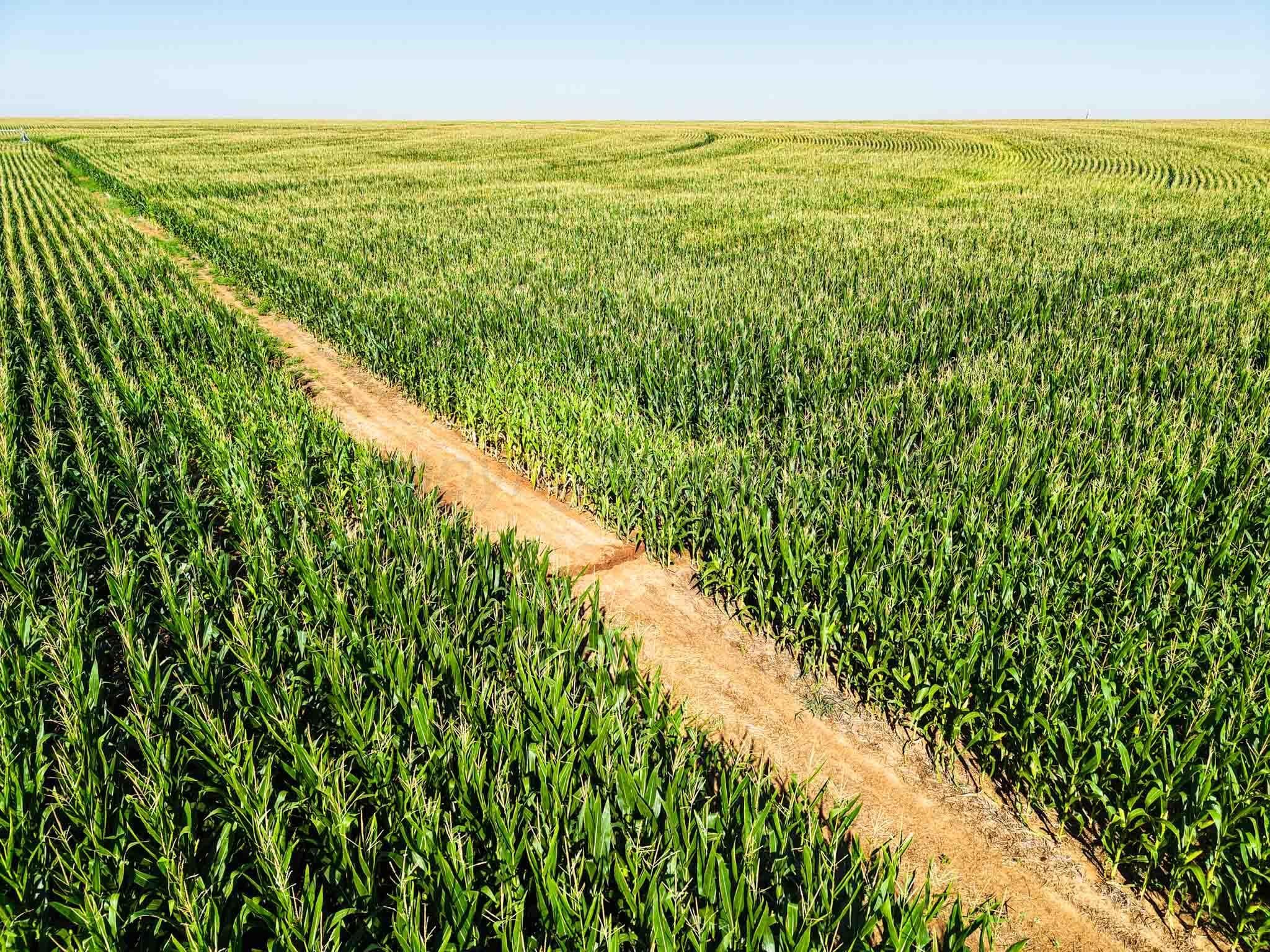 Busby Farm 516.34 Acres CR 625, Hart, TX 79027, photo 17