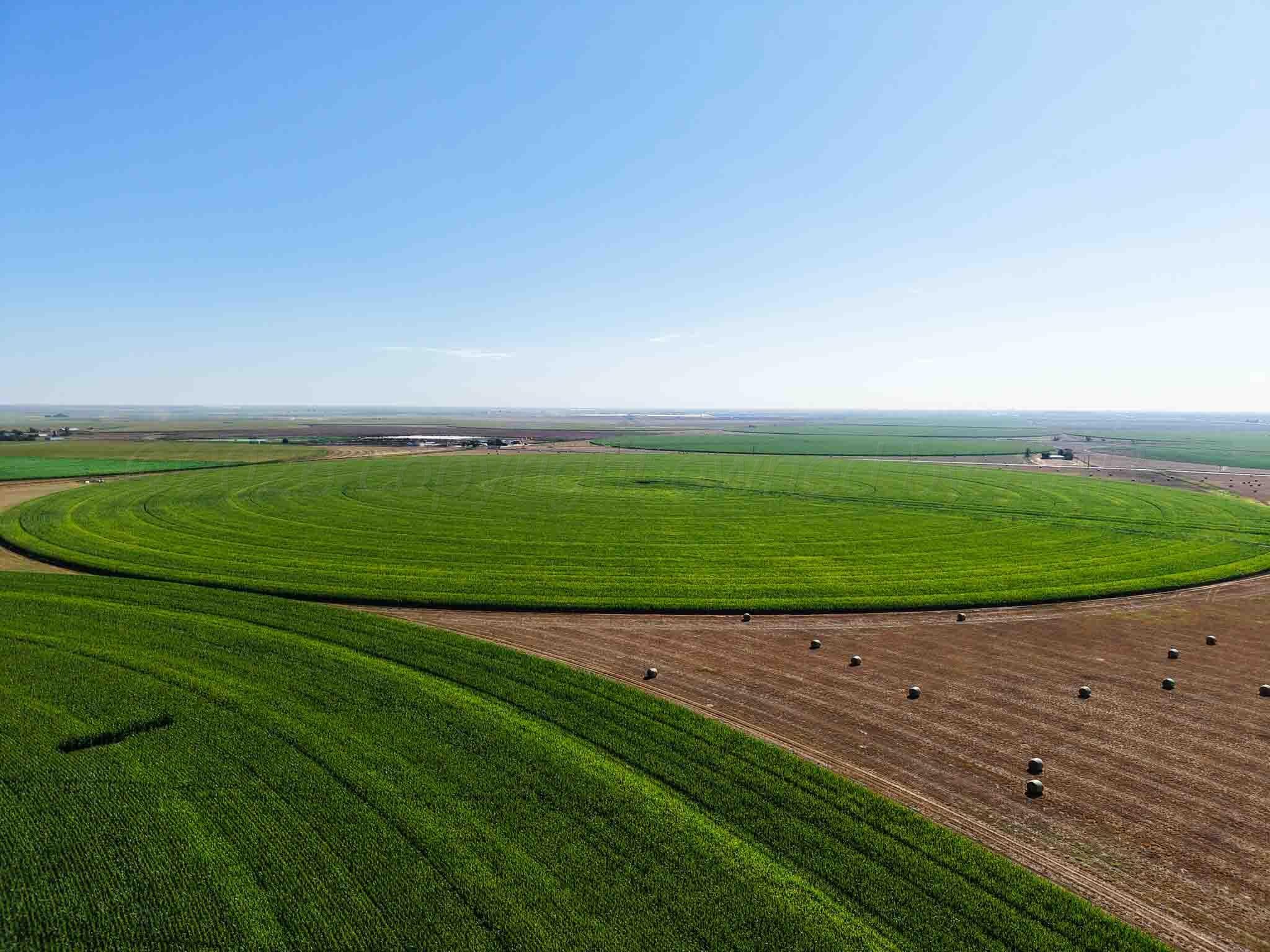 Busby Farm 516.34 Acres CR 625, Hart, TX 79027, photo 14