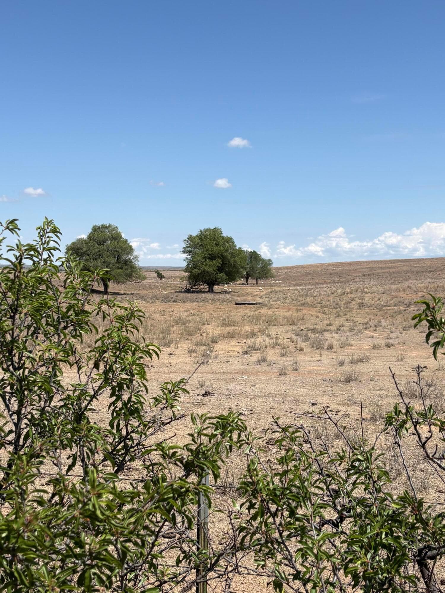 McLean, TX 79057, photo 4
