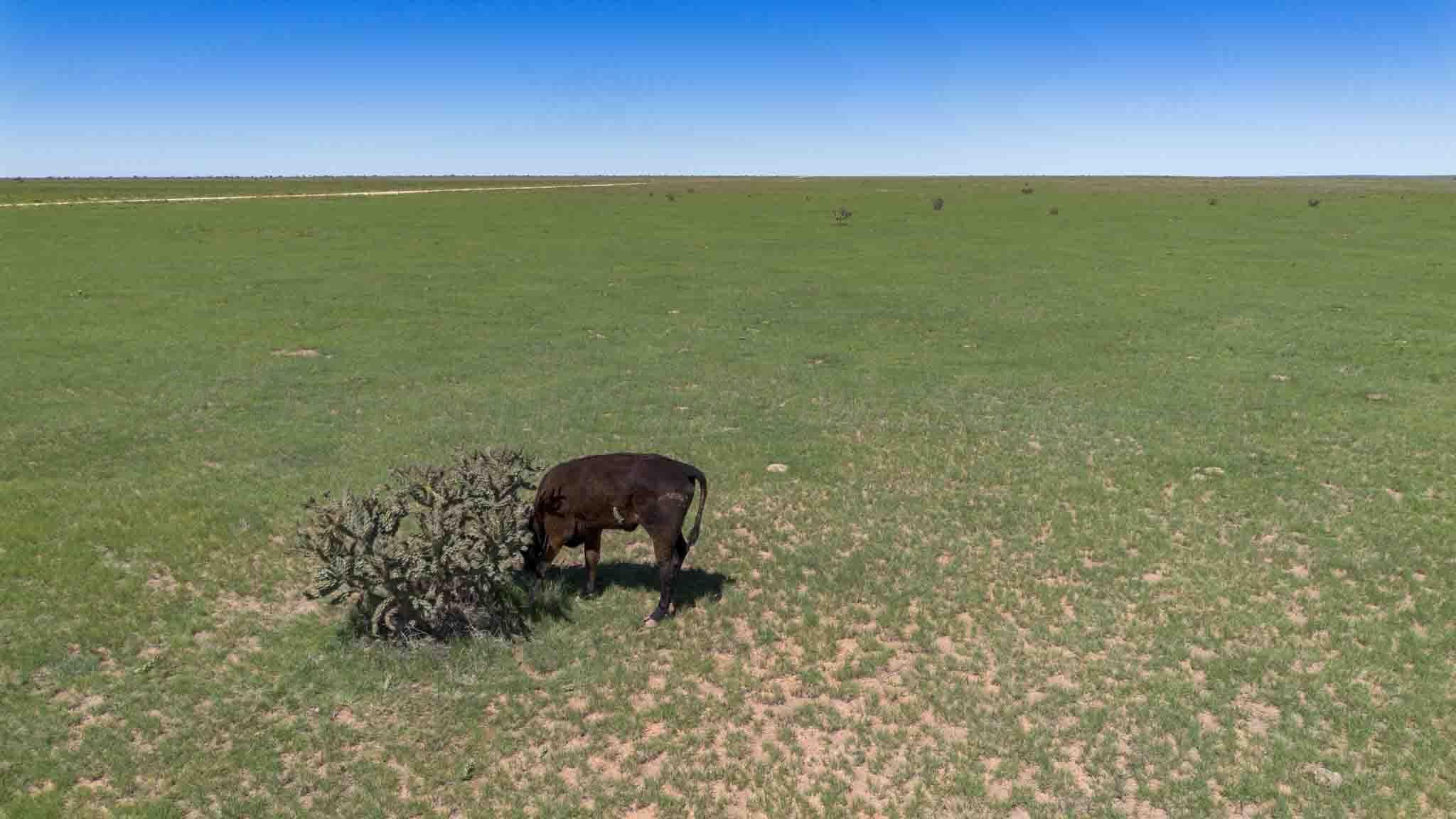 Wise Ranch ±2,345.59 Acres, Other - Not in list, NM 88430, photo 38