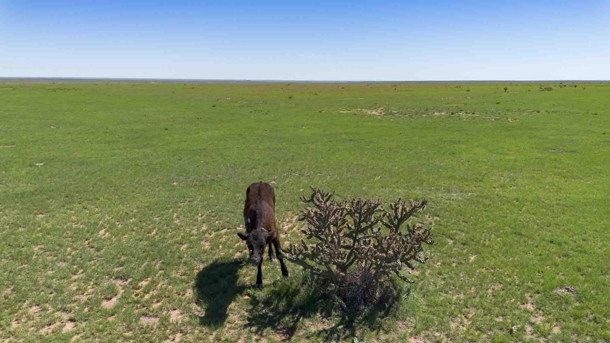 Wise Ranch ±2,345.59 Acres, Other - Not in list, NM 88430, photo 39